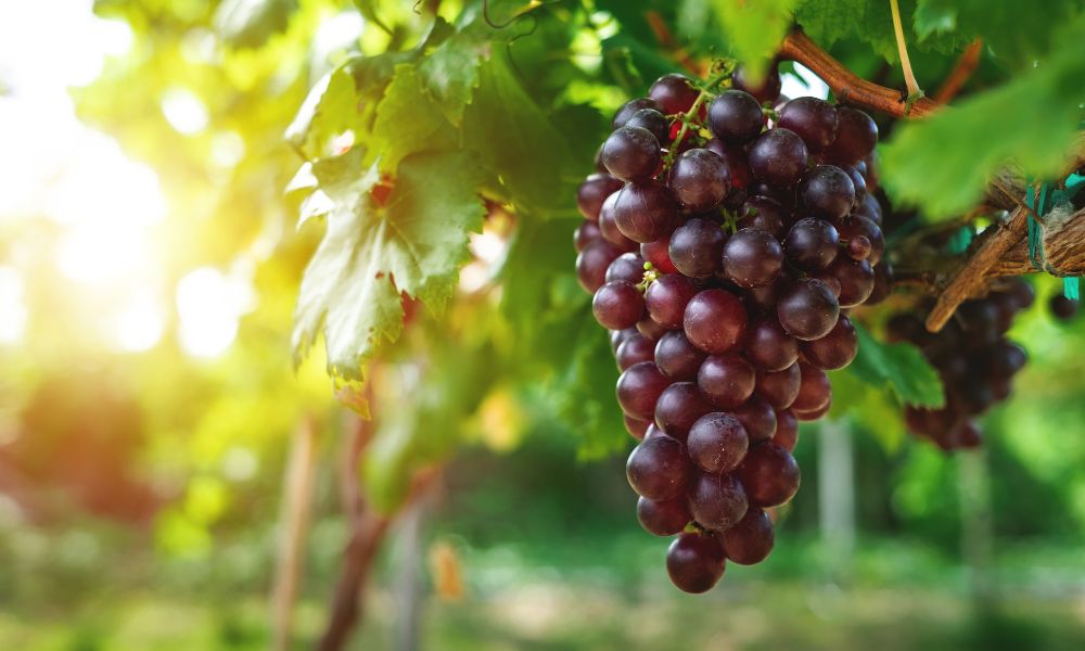 Grapes for Diabetics